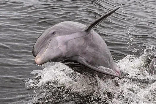 Pier Dolphin Cruises