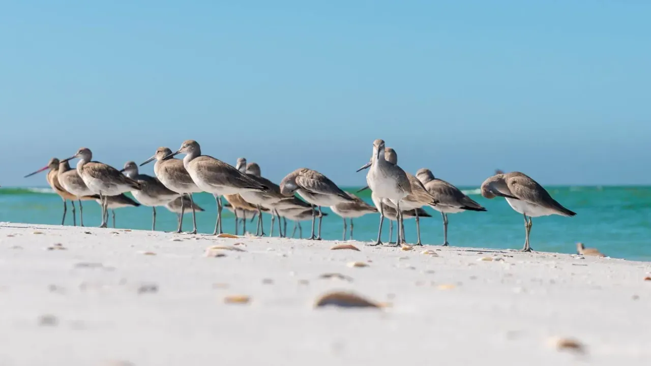Shell Key Preserve
