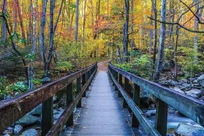 All seasons are amazing in the Smokies - but Fall is especially beautiful