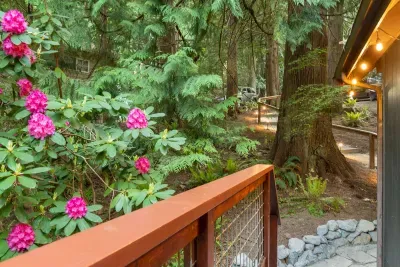 The native trees and foliage are beautiful, especially the rhododendrons with their gorgeous blooms!