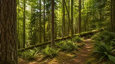 Fernwood Retreat  Hot Tub  Trails - image 57 of 61