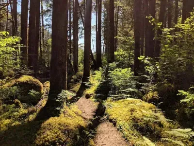 The Old Sauk River Trail is a favorite hike of ours. It's and easy 6 miles in and out, follows the river, and winds through the most epic old-growth cedars and firs. The lush layers of ferns, flowers, and moss just add to the magic of this trail. 
