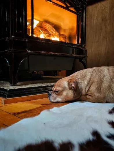 Oh boy, pretty sure this sweet pup is in heaven. :) There's not much better than a warm fire after a busy day chasing things! :D