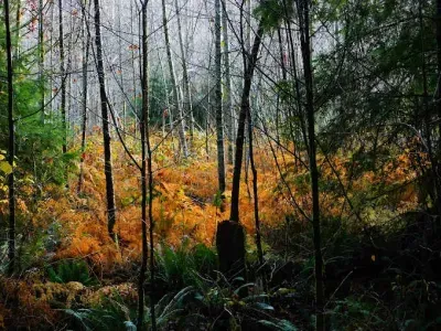 Fall foliage along Whitehorse trail is always beautiful. :)