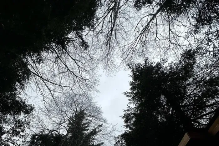 Scenery at the back of Cabin