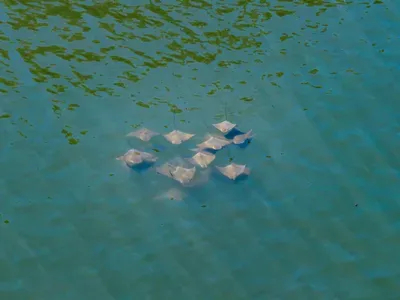 Catch a glimpse of Florida’s amazing marine life 🌊✨ Keep an eye out for gentle manatees and local wildlife right from the waterfront — a truly unforgettable part of the island experience!