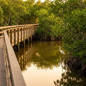 Egret stands in Florida mangroves by wooden boardwalk