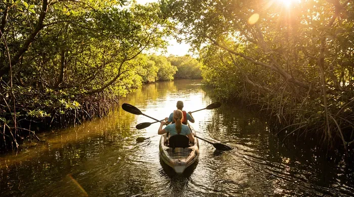 Kayakers paddle through a lush mangrove forest at sunset
