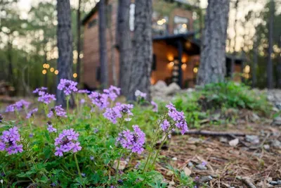 Wandering Pines | Hot Tub • Fire Pit • Bunk Room - image 32 of 41