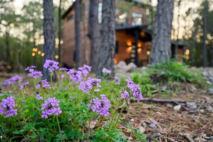 Wandering Pines | Hot Tub • Fire Pit • Bunk Room - image 32 of 33
