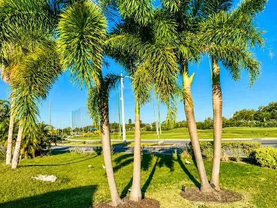 Tropical palm-lined setting with golf course views and sunny resort vibes