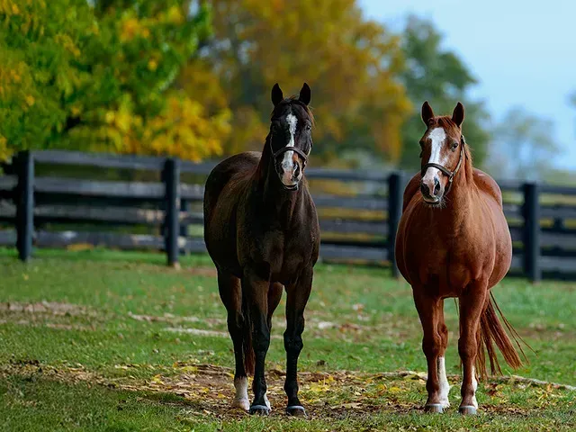 Peaceful pasture with horses—scenic farmstay views and country charm