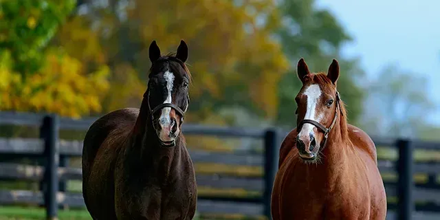 Peaceful farm stay with pasture views and friendly horses nearby