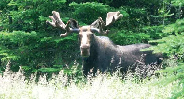 ThingsToDo_Wildlife_49d3eed8-ab39-4d93-80ce-4a763b46cb17