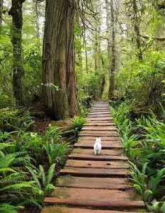 A small white dog exploring the scenic wooded Gnome Trail, a popular dog-friendly activity in Seabrook, WA.