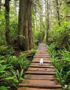 dog-friendly-trails-seabrook-wa.jpg
