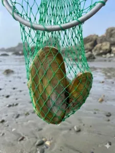Razor clamming Mocrocks beach