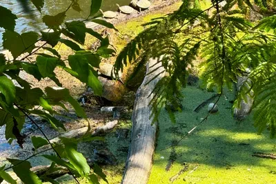 View from porch - turtles in the sun