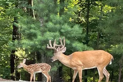 See wild deer running through the yard all day