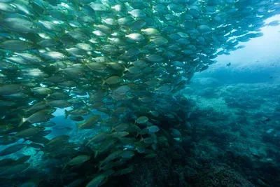 school-of-fish luxury vacations retreat