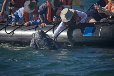 gray-whale