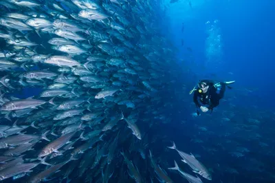 scuba-diver-swimming