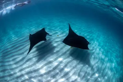 view-of-two-manta-rays-swimming-in-clear-blue-ocean
