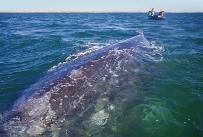 gray-whale- luxury vacations retreat
