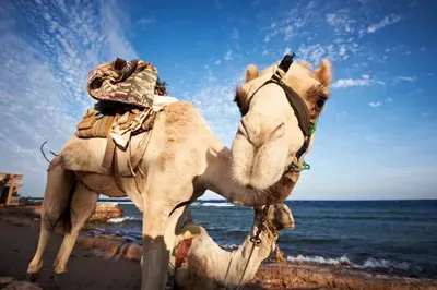 camel ride luxury vacations retreat