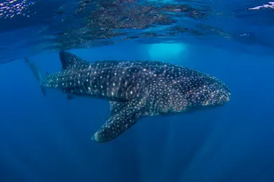 whale-shark luxury vacations retreat