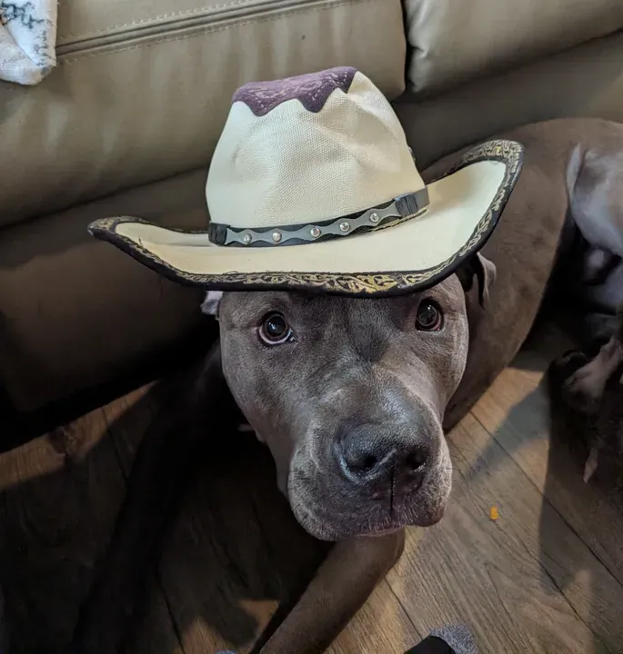 Dog