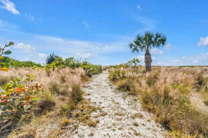 Path to Paradise: Stroll through lush pathways leading to Siesta Key’s pristine beaches!
