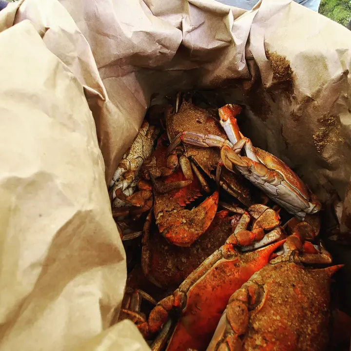 Steamed Crabs