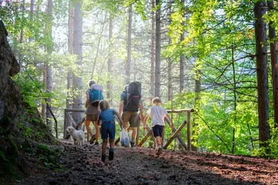 family-hiking-with-dog-in-a-forest-2026-03-17-05-53-36-utc