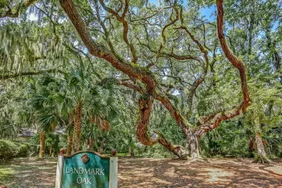 Enjoy viewing the 400-year-old live oak that symbolizes the commitment to preserving the environment at the Omni AIP. 