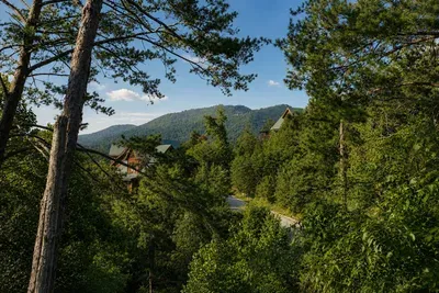 Bears Eye View