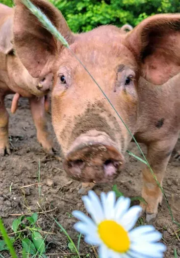 We have pigs on farm most months of the year.
