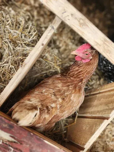 The girls working on your breakfast! 