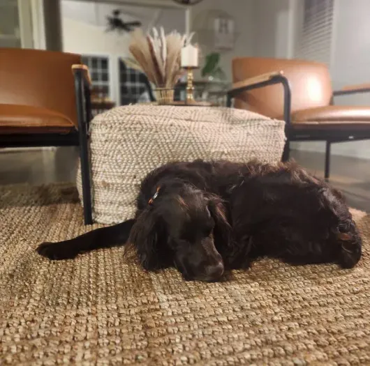 So relaxing, even the pups sneak in a nap!