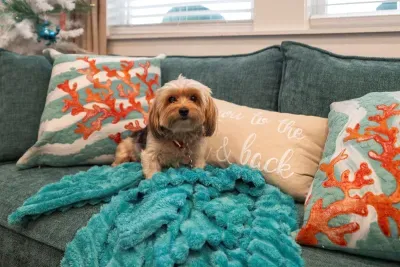 Pet friendly! Up to two dogs under 40 pounds each