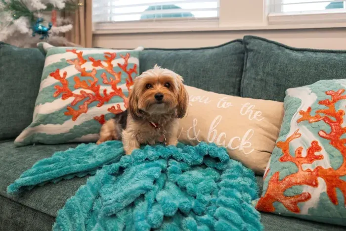 Pet friendly! Up to two dogs under 40 pounds each