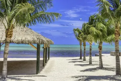 Palms abound everywhere