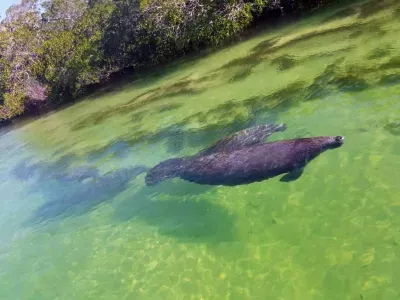 Manatees just off the dock!