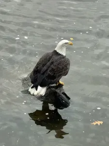 Wildlife if often found on the river right outside the condo!