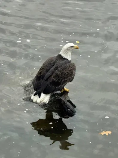 Wildlife if often found on the river right outside the condo!
