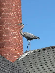 Herons love the river especially at low tide, often seen right outside the condo's windows.