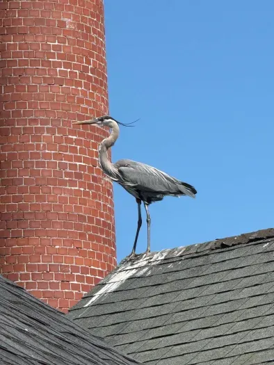 Herons love the river especially at low tide, often seen right outside the condo's windows.