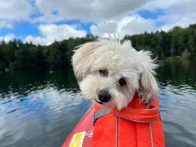 Why Your Dog Deserves a Vacation Too: A Pet-Friendly Pocono Pines Cabin Rental Near Lake Naomi featured image