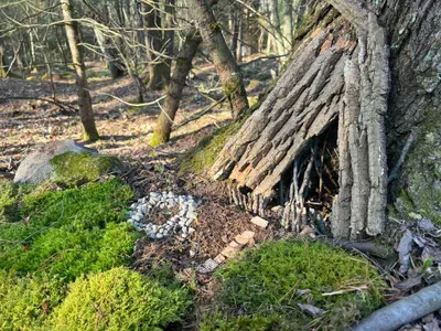 Build your own fairy house using natural materials from the forest