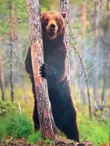 Some inspiration behind why we named the home bear-ly roughing it. This giant piece of art is hanging up in the dining room and is a reminder to Steve on the day he was chased by a bear.